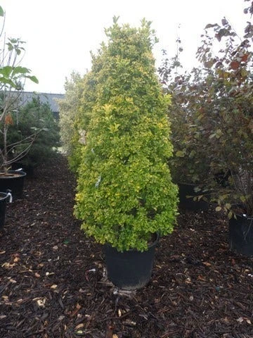 Kardinaalshoed, Piramide (Euonymus Japonicus 'Aureus') - Afbeelding 2
