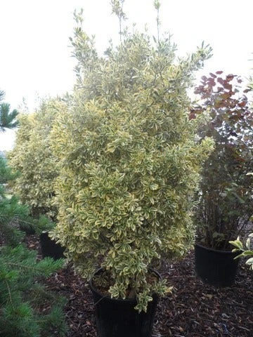 Kardinaalshoed (Euonymus Japonicus 'Bravo') - Afbeelding 5
