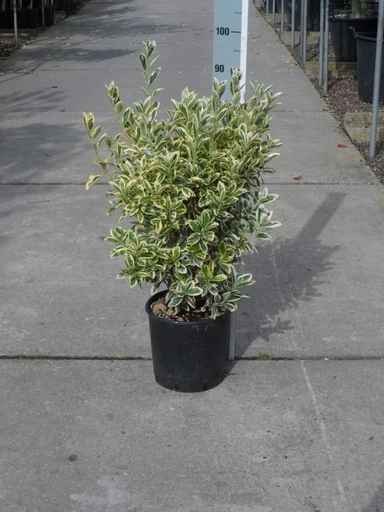 Kardinaalshoed (Euonymus Japonicus 'Bravo') - Afbeelding 2