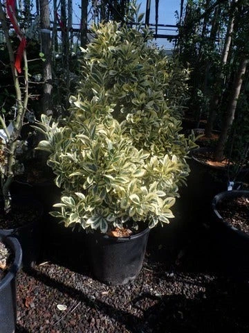 Kardinaalshoed (Euonymus Japonicus 'Bravo') - Afbeelding 3