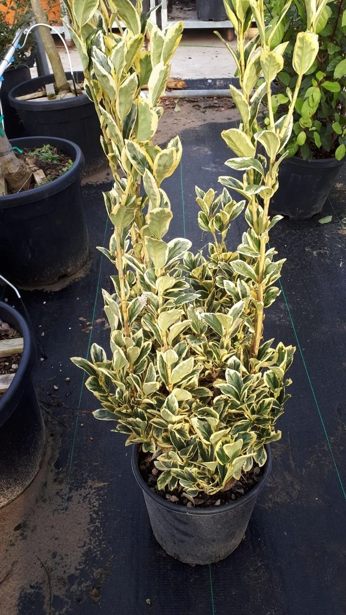 Kardinaalshoed (Euonymus Japonicus 'Bravo') - Afbeelding 6