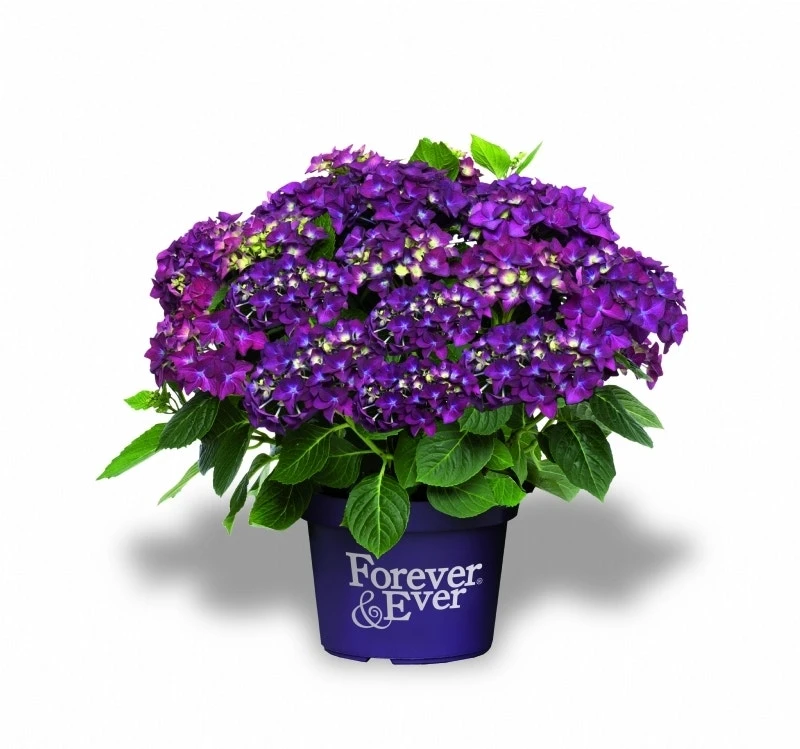 Hortensia Paars (Hydrangea 'Forever&Ever') - Afbeelding 3