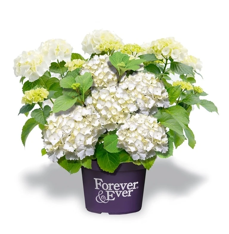 Hortensia Wit (Hydrangea 'Forever&Ever')