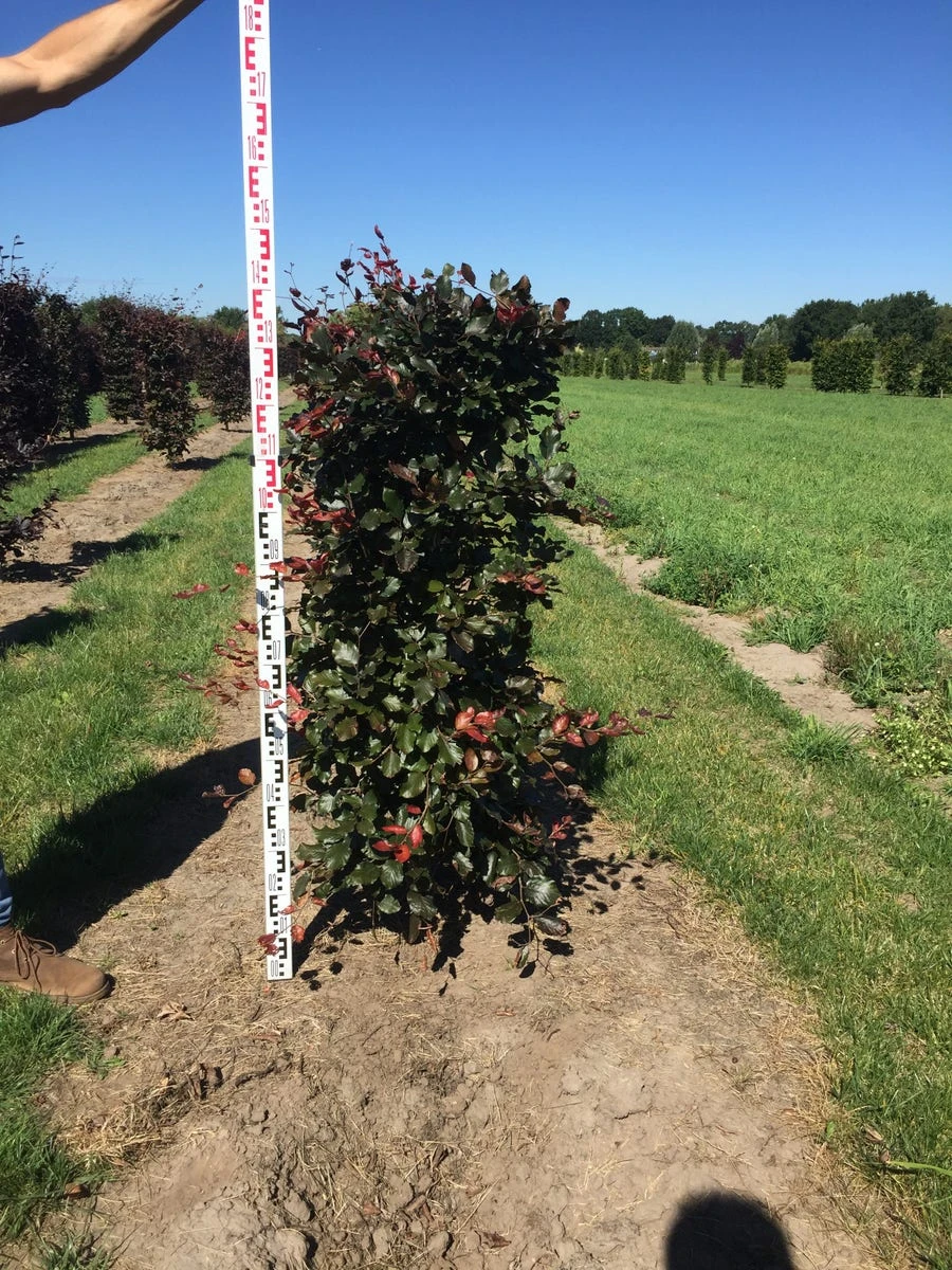 Rode Beukenhaag Als Haagelement (Fagus Sylvatica 'Atropunicea') - Afbeelding 13