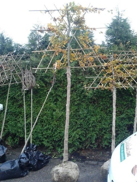 Groene Beuk Als Leiboom (Fagus Sylvatica) - Afbeelding 3