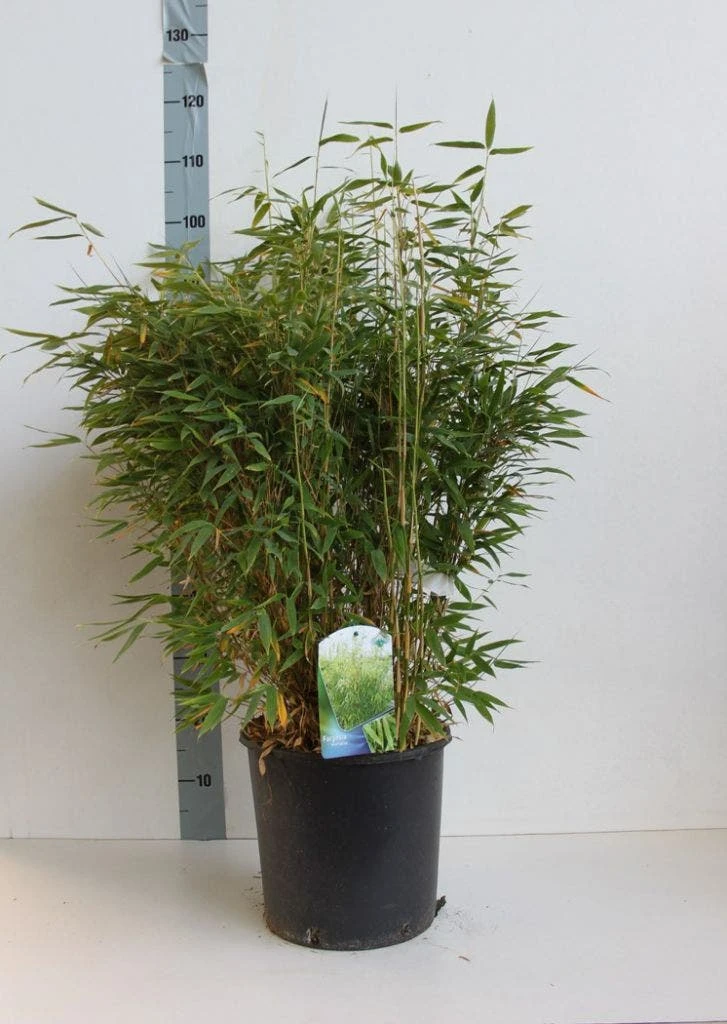 Niet Woekerende Bamboe (Fargesia Murieliae) - Afbeelding 2