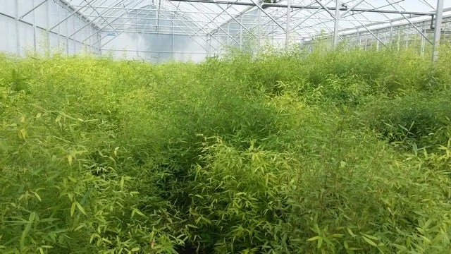 Bamboe (Fargesia Rufa) - Afbeelding 13