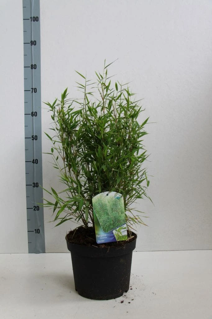 Niet Woekerende Bamboe (Fargesia Murieliae 'Bimbo') - Afbeelding 8
