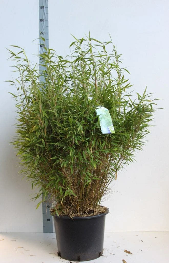 Niet Woekerende Bamboe (Fargesia Murieliae 'Bimbo') - Afbeelding 11