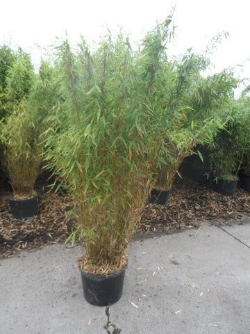 Niet Woekerende Bamboe (Fargesia Murieliae 'Jumbo') - Afbeelding 9