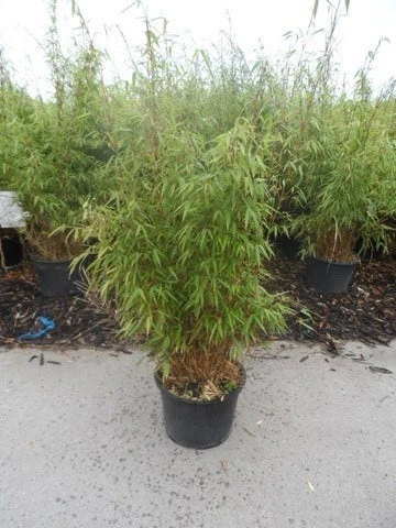 Bamboe (Fargesia Rufa) - Afbeelding 11