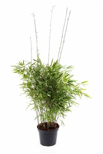 Niet Woekerende Bamboe (Fargesia Nitida 'Trifina')