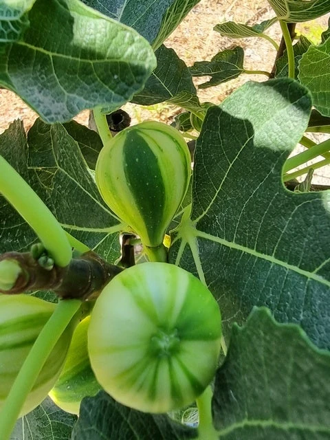 Vijg (Ficus Carica 'Panache') - Afbeelding 3