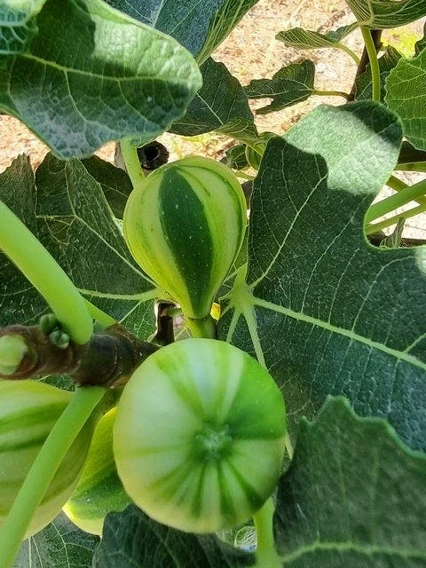 Vijg Op Stam (Ficus Carica 'Panache') - Afbeelding 3