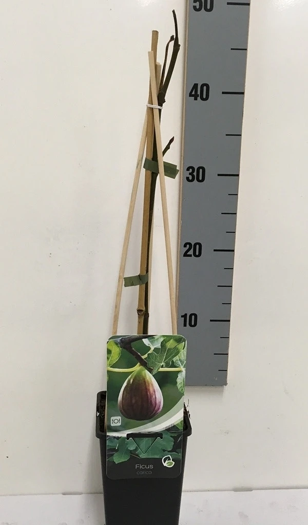 Vijg (Ficus Carica) - Afbeelding 7