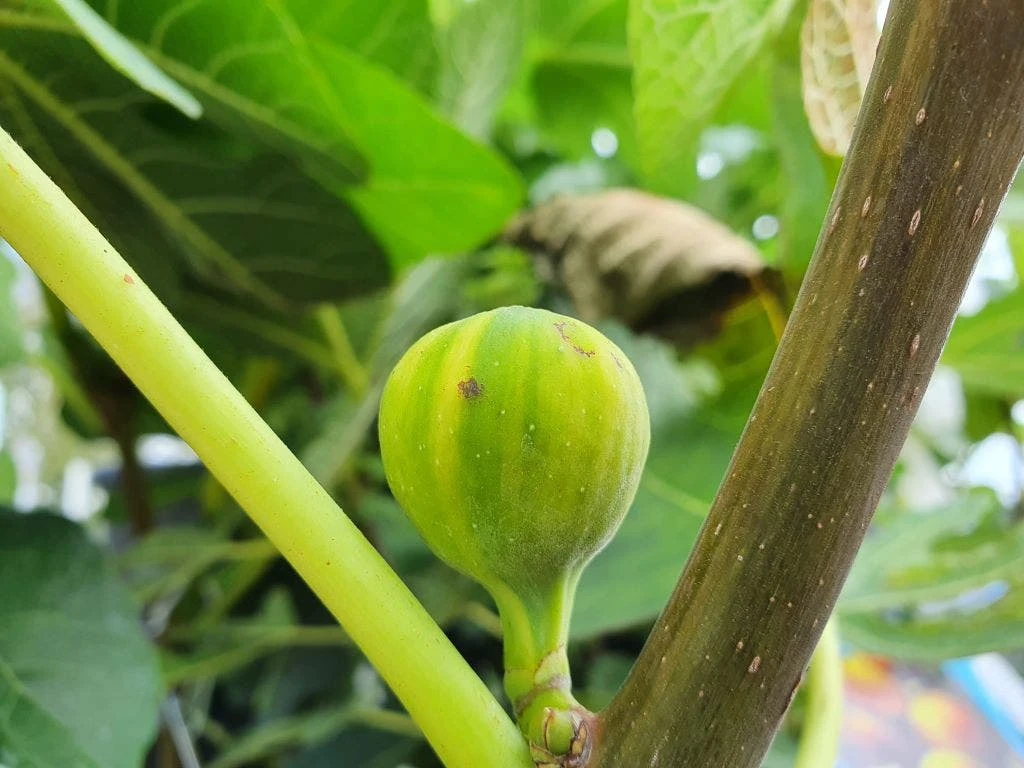 Vijg (Ficus Carica 'Panache') - Afbeelding 4