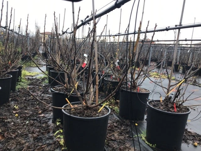 Vijg (Ficus Carica 'Panache') - Afbeelding 6