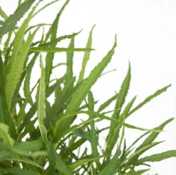 Smalbladige Vuilboom (Frangula Alnus 'Fine Line')