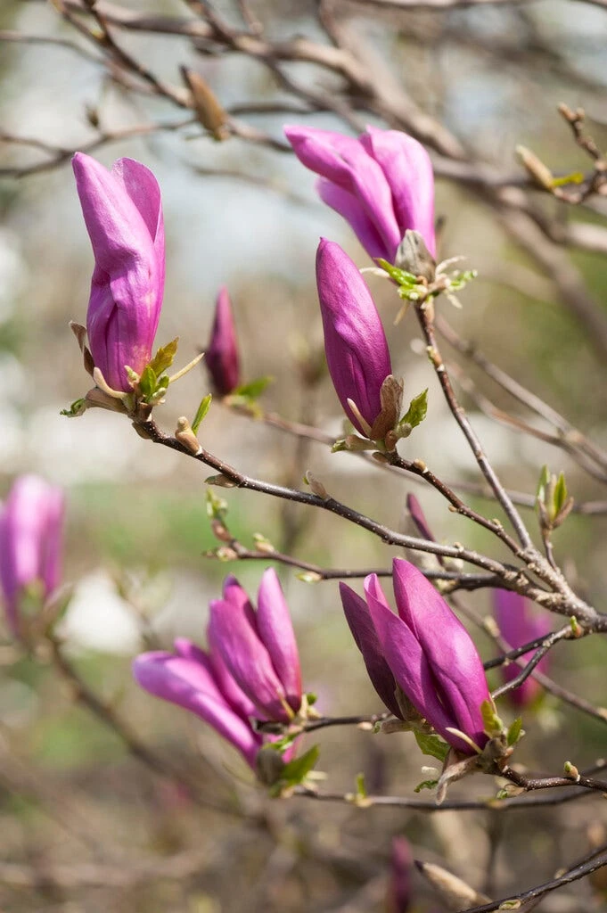 Magnolia Als Boom (Magnolia 'Susan') - Afbeelding 3
