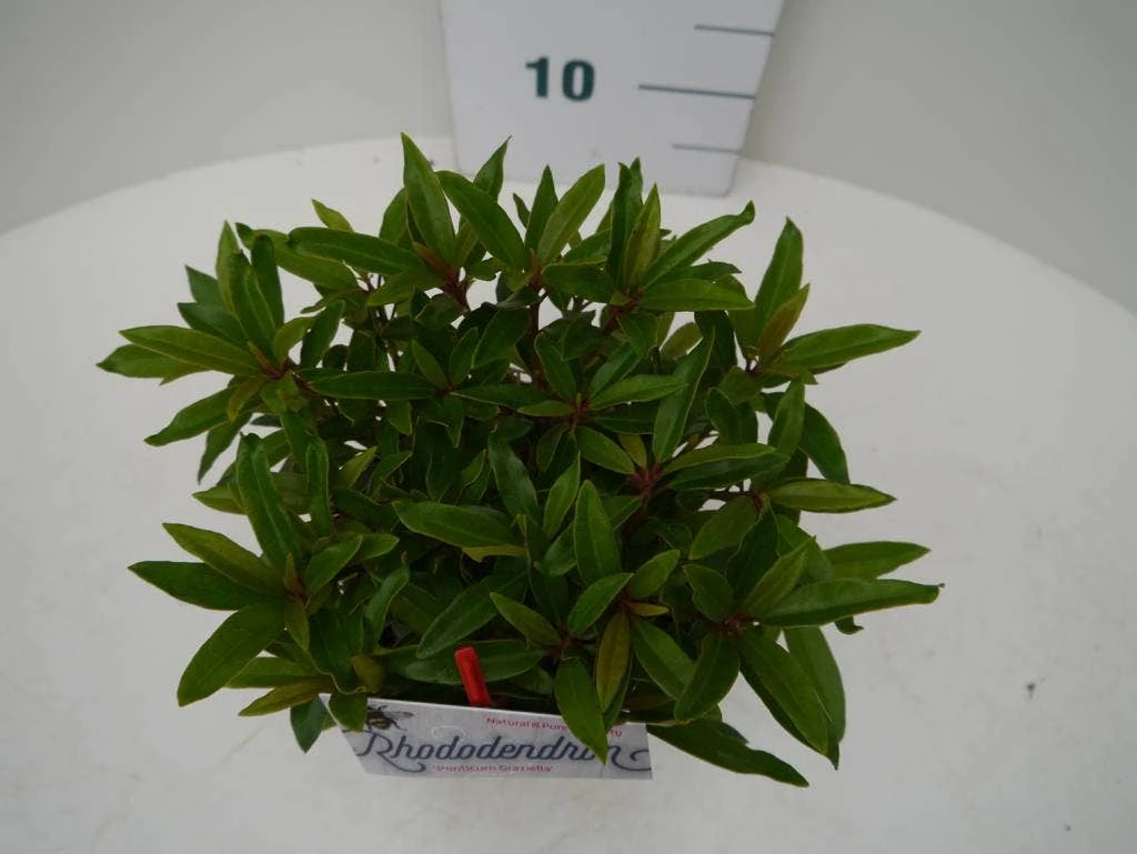 Rhododendron (Rhododendron 'Graziella') - Afbeelding 3