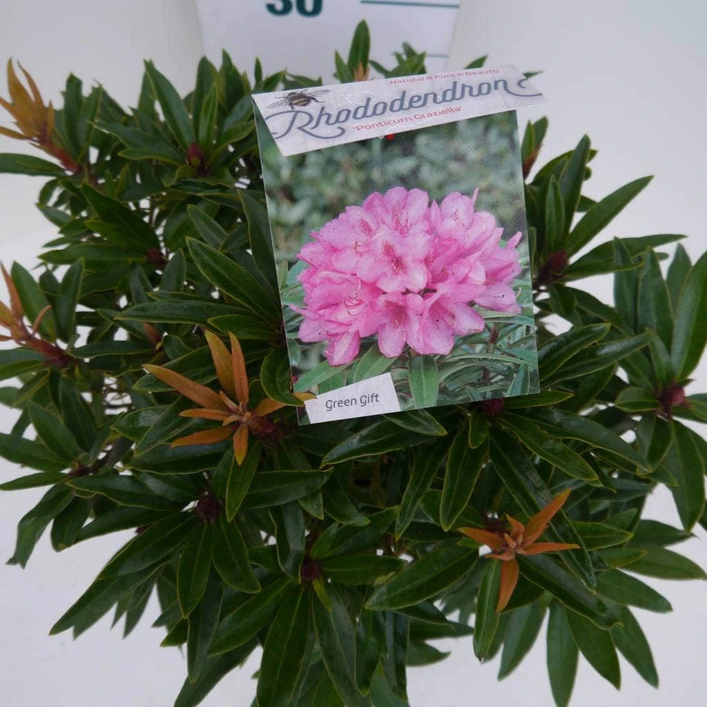 Rhododendron (Rhododendron 'Graziella') - Afbeelding 5