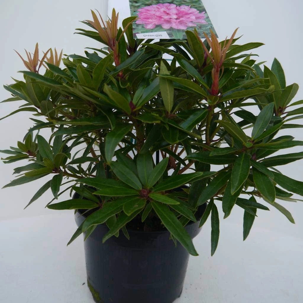 Rhododendron (Rhododendron 'Graziella') - Afbeelding 6