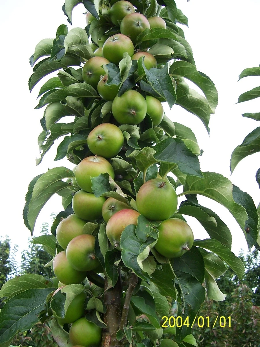 Zuilfruit (Malus Domestica 'Greencats') - Afbeelding 2