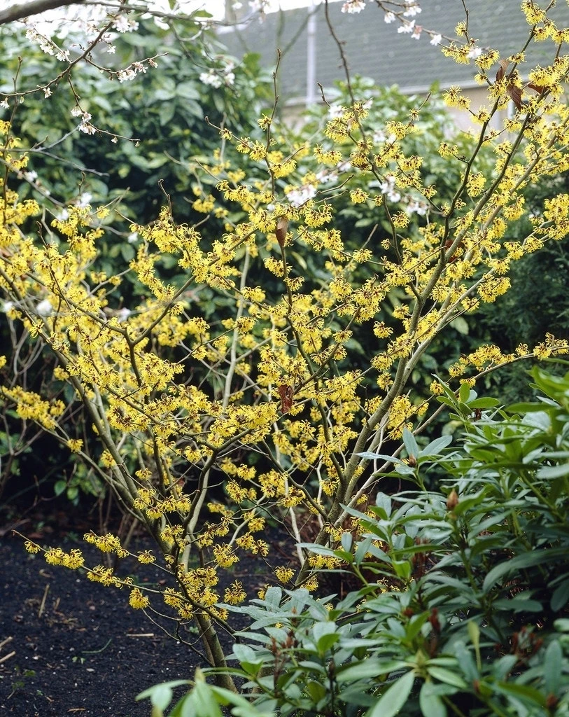 Toverhazelaar (Hamamelis Mollis) - Afbeelding 2