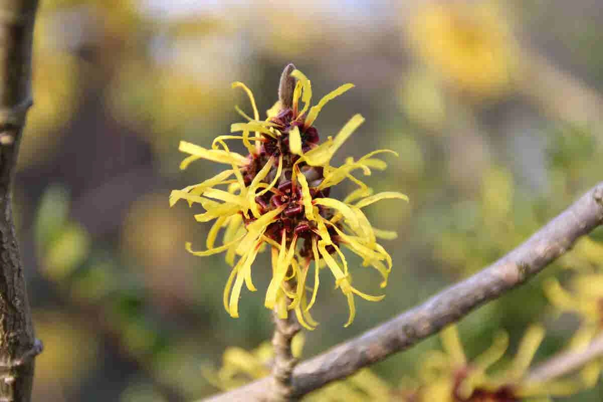 Toverhazelaar (Hamamelis Mollis 'Pallida') - Afbeelding 4