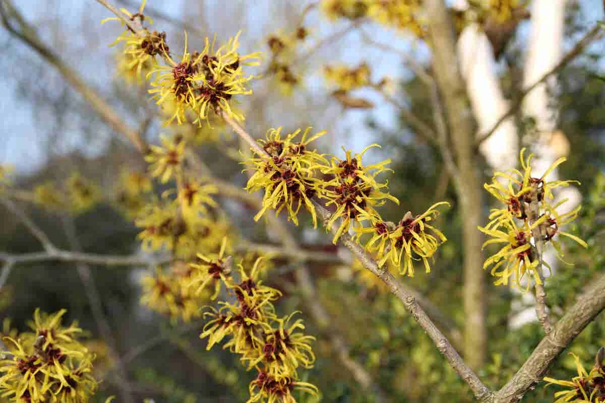 Toverhazelaar (Hamamelis Mollis 'Pallida') - Afbeelding 6