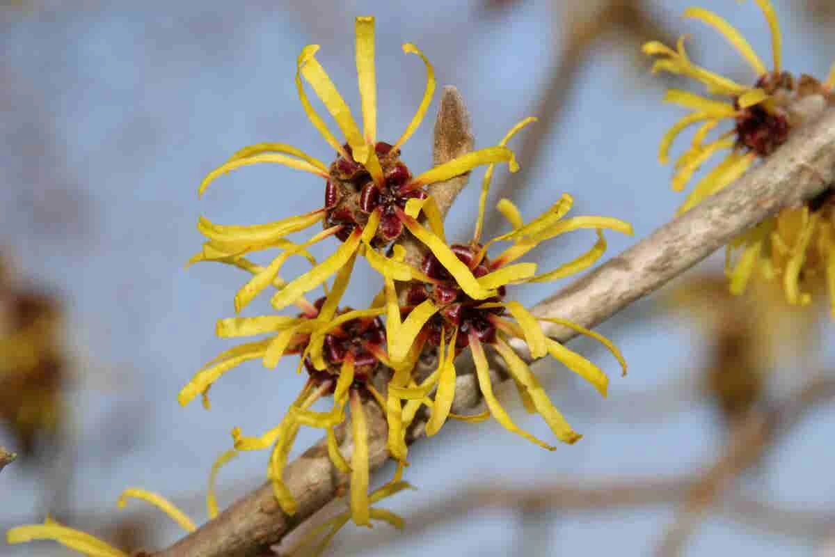 Toverhazelaar (Hamamelis Mollis 'Pallida') - Afbeelding 3