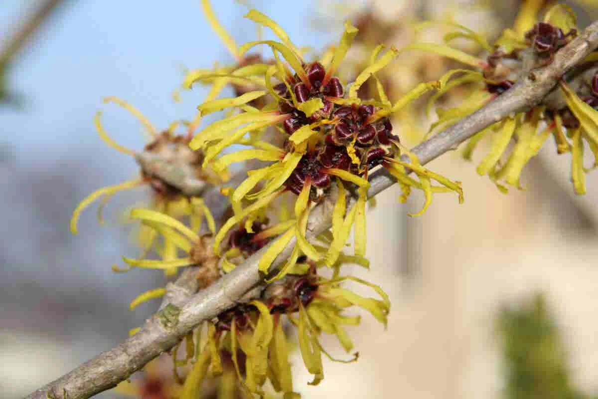 Toverhazelaar (Hamamelis Mollis 'Pallida') - Afbeelding 2