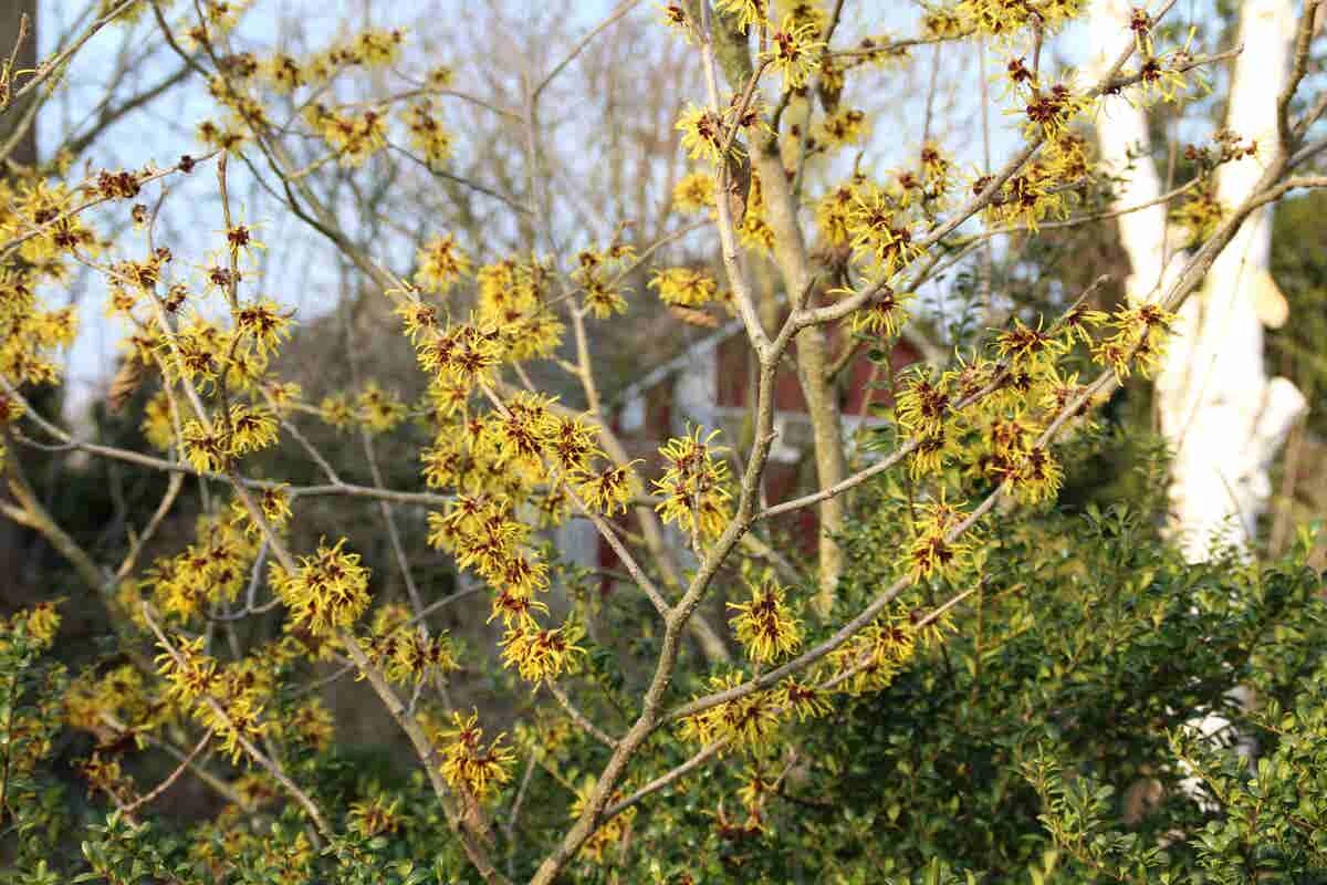 Toverhazelaar (Hamamelis Mollis 'Pallida') - Afbeelding 5