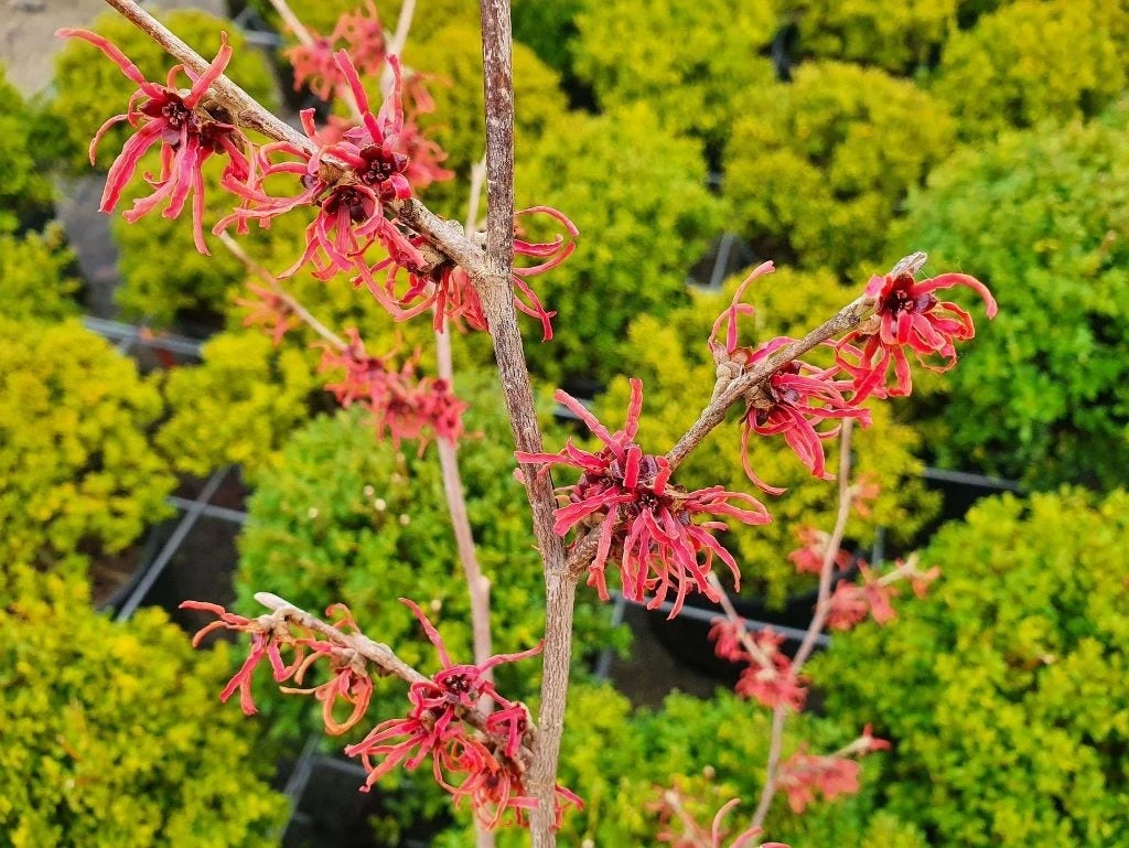 Toverhazelaar (Hamamelis Intermedia 'Ruby Glow') - Afbeelding 3