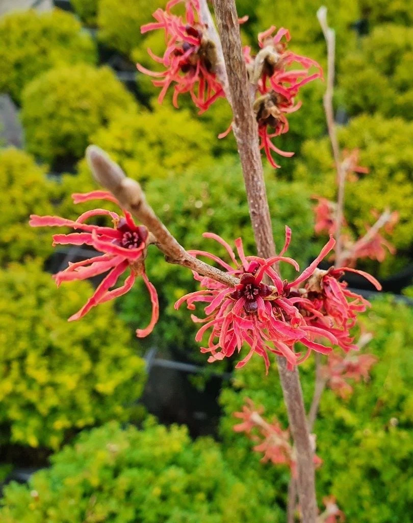 Toverhazelaar (Hamamelis Intermedia 'Ruby Glow') - Afbeelding 2