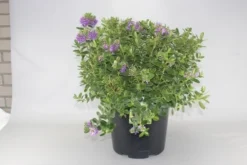 Hebe (Hebe Franciscana)