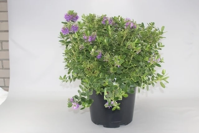 Hebe (Hebe Franciscana)