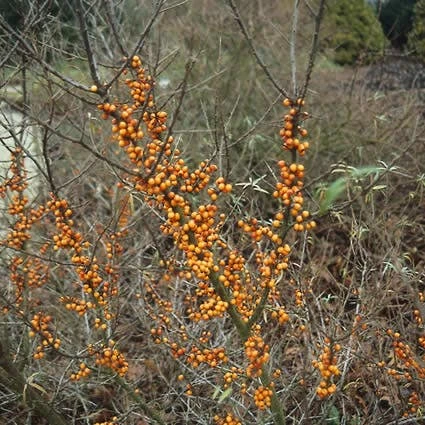 Duindoorn (Hippophae Rhamnoides) - Afbeelding 2