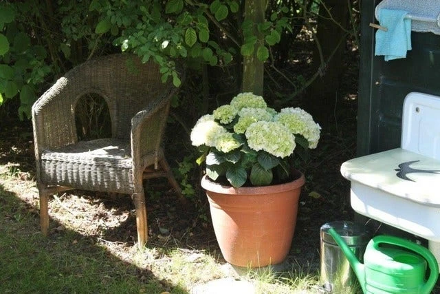 Hortensia (Hydrangea 'Endless Summer The Bride') - Afbeelding 4