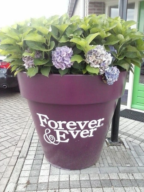 Hortensia Blauw (Hydrangea 'Forever&Ever') - Afbeelding 5