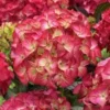 Hortensia (Hydrangea Black Diamonds Red Angel)