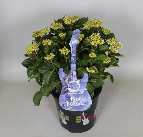 Hortensia Blue Ballad (Hydrangea 'Music Collection') - Afbeelding 5