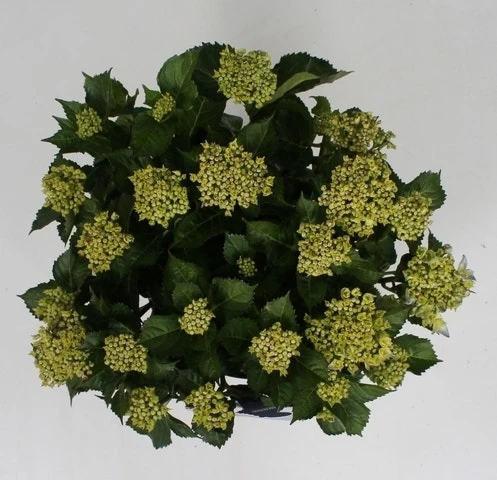 Hortensia Blue Ballad (Hydrangea 'Music Collection') - Afbeelding 6