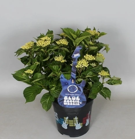Hortensia Blue Boogiewoogie (Hydrangea 'Music Collection') - Afbeelding 4