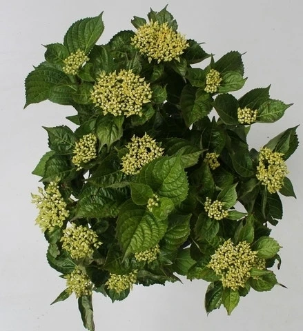 Hortensia Blue Boogiewoogie (Hydrangea 'Music Collection') - Afbeelding 3