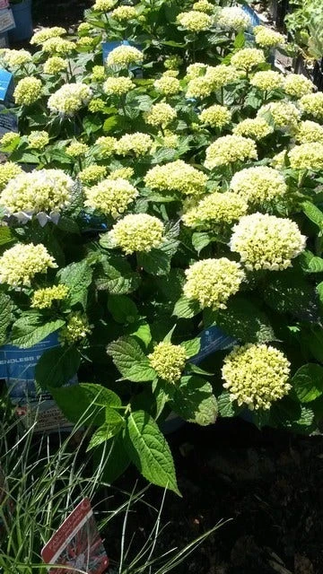 Hortensia (Hydrangea 'Endless Summer The Bride') - Afbeelding 3