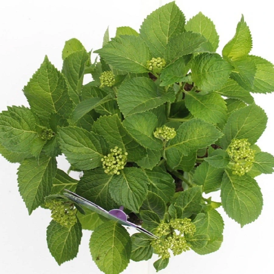 Hortensia Blauw (Hydrangea 'Forever&Ever') - Afbeelding 4