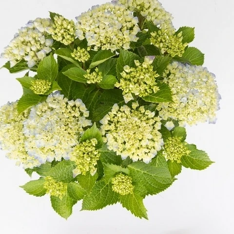 Hortensia Wit (Hydrangea 'Forever&Ever') - Afbeelding 2