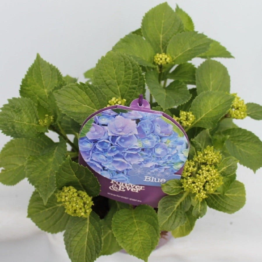 Hortensia Blauw (Hydrangea 'Forever&Ever') - Afbeelding 3