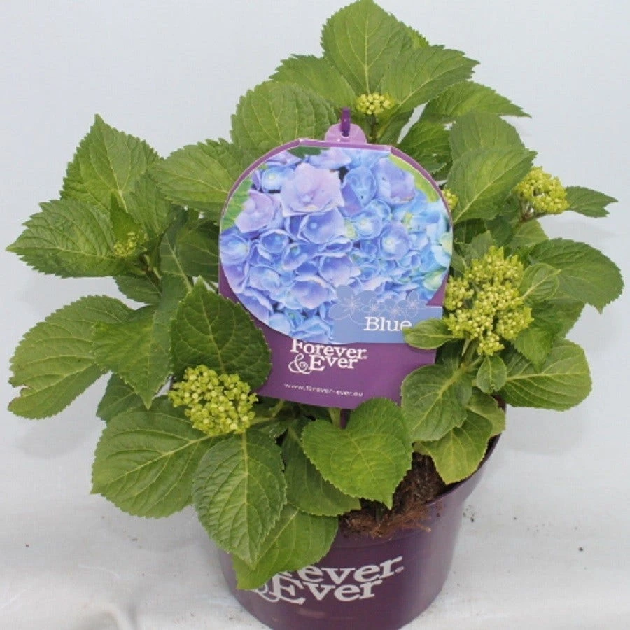Hortensia Blauw (Hydrangea 'Forever&Ever') - Afbeelding 7
